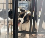 Small Photo #5 Akita Puppy For Sale in CANTONMENT, FL, USA