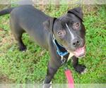 ZAXBY - Male American Staffordshire Terrier-Unknown Mix Dog for Adoption - Small photo