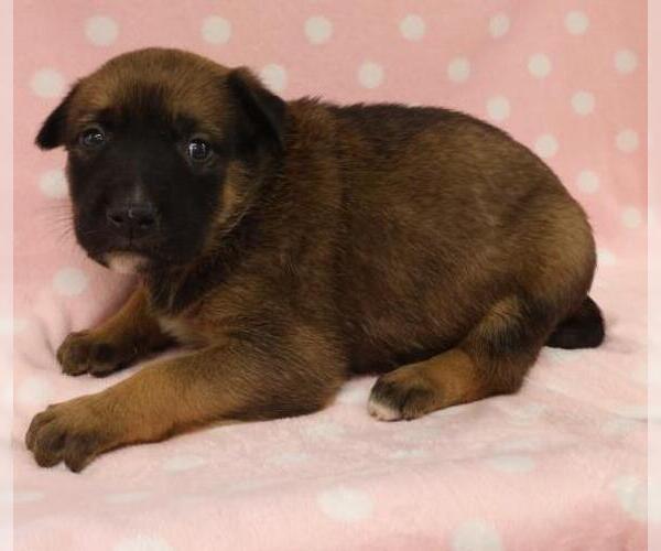 Medium Photo #1 German Shepherd Dog-Unknown Mix Puppy For Sale in Thief River Falls, MN, USA