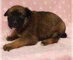 Small German Shepherd Dog Mix