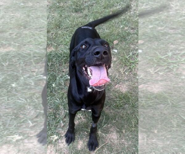 Medium Photo #3 Labrador Retriever-Unknown Mix Puppy For Sale in Wetumpka, AL, USA