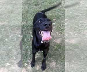 261393  Guppie - Female Labrador Retriever-Unknown Mix Dog for Adoption - Photo #3
