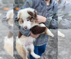 Australian Shepherd Puppy for sale in LISBON, OH, USA