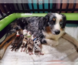 Miniature Australian Shepherd Puppy for Sale in DENTON, Texas USA