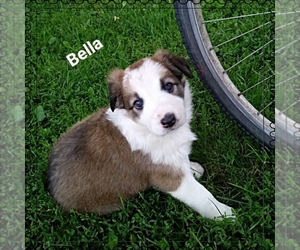 Border Collie Puppy for sale in SPLIT ROCK, WI, USA