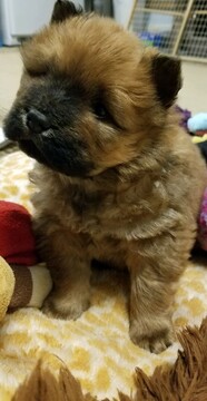 Medium Photo #5 Chow Chow Puppy For Sale in BELVILLE, NC, USA