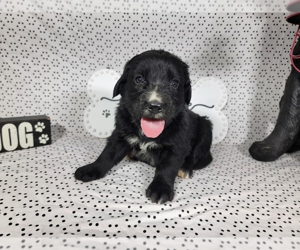 Medium Photo #12 Golden Mountain Dog Puppy For Sale in BLACK FOREST, CO, USA