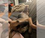 Small #6 German Shepherd Dog