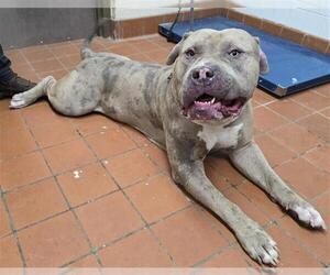 American Bandogge mastiff Dogs for adoption in Camarillo, CA, USA