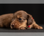 Small Photo #15 Dachshund Puppy For Sale in CROWLEY, TX, USA