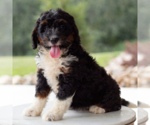 Bernese Mountain Dog-Unknown Mix Dogs for adoption in CASTLE POINT, NJ, USA