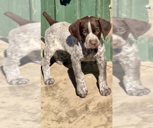 German Shorthaired Pointer Puppy for sale in WARSAW, NC, USA