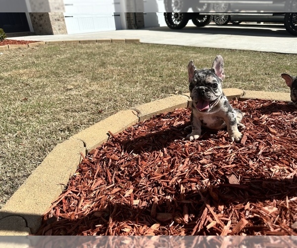 Medium Photo #5 French Bulldog Puppy For Sale in BUFORD, GA, USA