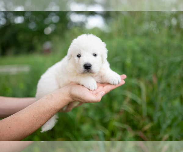 Medium Photo #10 Maremma Sheepdog Puppy For Sale in CONWAY, MO, USA