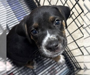 Sinbad - Male Beagle-Unknown Mix Dog for Adoption - Photo #6