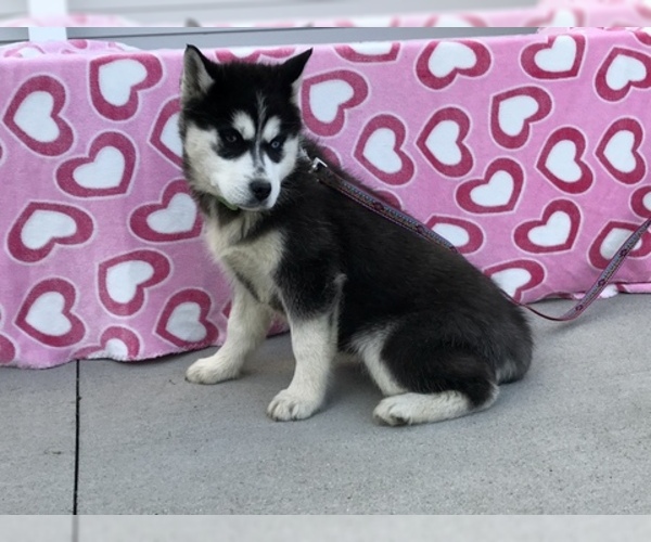 Medium Photo #4 Siberian Husky Puppy For Sale in MILLERSBURG, IN, USA