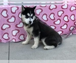 Small Photo #4 Siberian Husky Puppy For Sale in MILLERSBURG, IN, USA