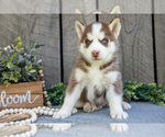 Puppy Nemo Siberian Husky