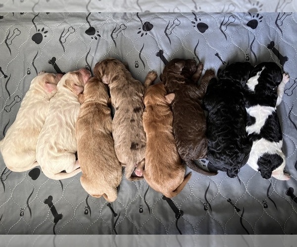 Medium Photo #1 Labradoodle Puppy For Sale in MIFFLINBURG, PA, USA
