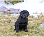 Small #3 Labrador Retriever