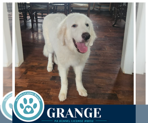 Great Pyrenees Dogs for adoption in Kimberton, PA, USA