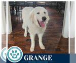 Small Great Pyrenees
