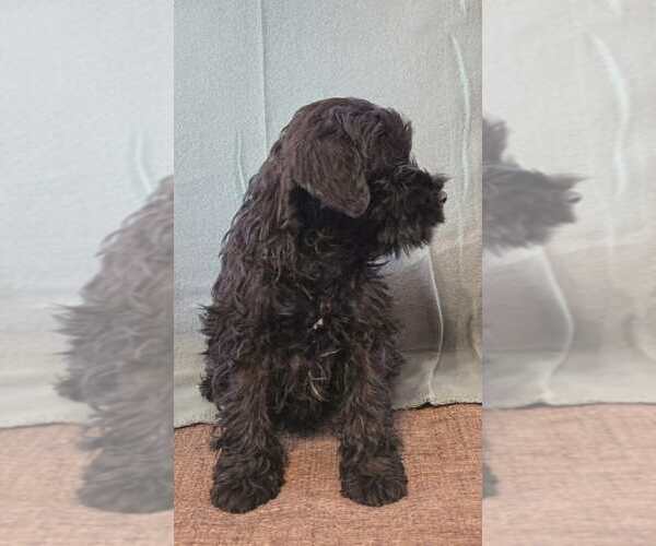 Medium Photo #9 Schnauzer (Miniature) Puppy For Sale in Hatvan, Heves, Hungary