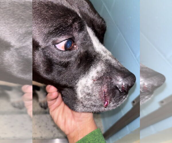 Medium Photo #6 American Staffordshire Terrier-Unknown Mix Puppy For Sale in Muskegon, MI, USA