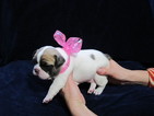 Small Photo #1 French Bulldog Puppy For Sale in LOCKPORT, IL, USA