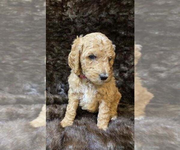 Medium Photo #5 Poodle (Standard) Puppy For Sale in JUDSONIA, AR, USA