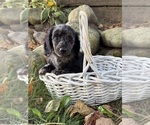 Truffles - Female Dachshund Puppy for Sale - Photo #6