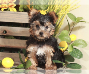 Yorkshire Terrier Puppy for sale in MOUNT VERNON, OH, USA