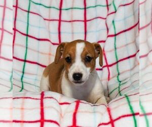 Jack Russell Terrier Puppy for sale in EAST EARL, PA, USA