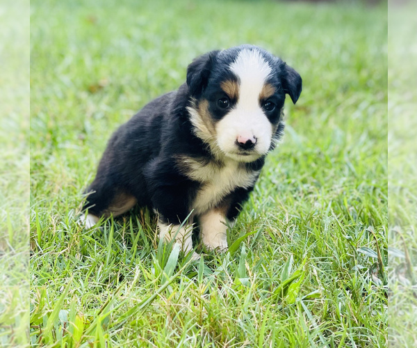 Medium Photo #3 Miniature Australian Shepherd Puppy For Sale in OPELIKA, AL, USA