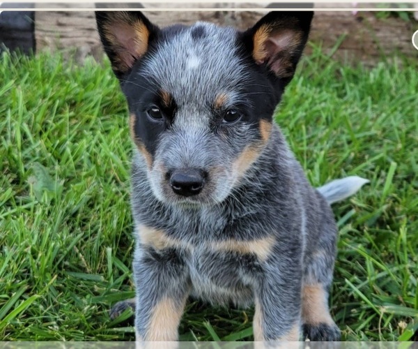 Medium Photo #1 Australian Cattle Dog Puppy For Sale in FAYETTE, MO, USA