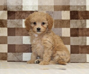 Bernedoodle (Miniature)-Cavapoo (Miniature) Mix Puppy for sale in DENVER, PA, USA
