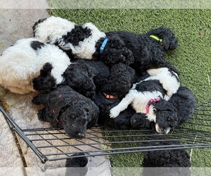 Goldendoodle Puppy for Sale in ROSAMOND, California USA