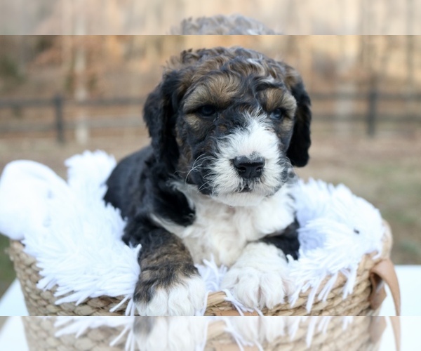 Medium Photo #6 Bernedoodle Puppy For Sale in KNOB NOSTER, MO, USA
