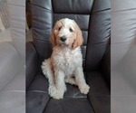 Small Photo #1 Goldendoodle Puppy For Sale in TURIN, NY, USA