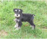 Jonah - Male Schnauzer (Miniature) Puppy for Sale - Photo #4