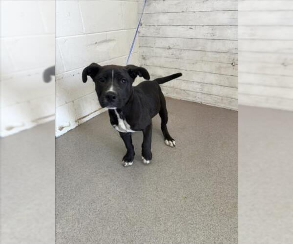 Medium Photo #1 American Pit Bull Terrier-Unknown Mix Puppy For Sale in San Bernardino, CA, USA