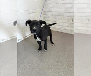 American Pit Bull Terrier-Unknown Mix Dogs for adoption in San Bernardino, CA, USA