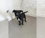 Small American Pit Bull Terrier Mix