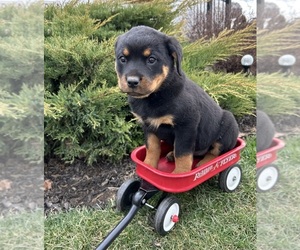 Rottweiler Puppy for sale in MIDDLEBURY, IN, USA