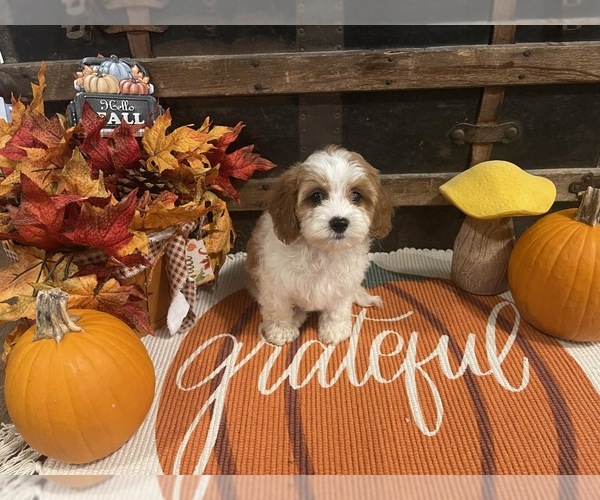 Medium Photo #5 Cavapoo Puppy For Sale in FULTON, KS, USA