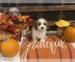 Small #4 Cavapoo
