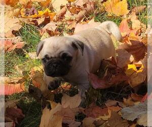 American Lo-Sze Pugg Puppy for sale in GOBLES, MI, USA