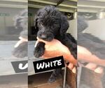Small Photo #7 Labradoodle Puppy For Sale in STATESBORO, GA, USA