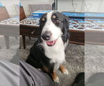 Small #5 Australian Shepherd