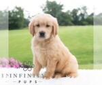 Small #1 Golden Retriever